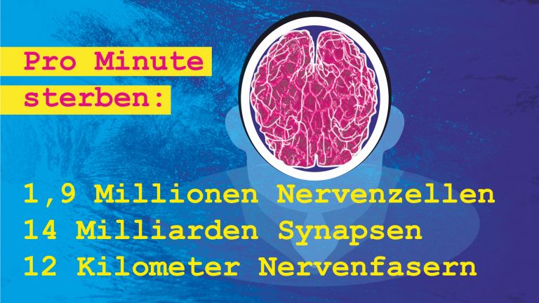 Wie Viele Gehirnzellen Verliert Man Bei Einem Kopfball www.dasgehirn.info